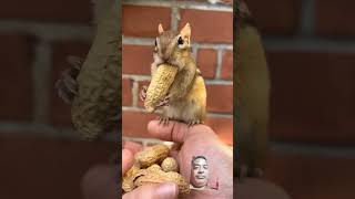 chipmunk chipmunkversion funny cute animals squirrel shortsviral youtube ytshorts [upl. by Katina868]