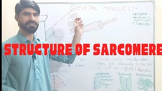 structure of sarcomere [upl. by Oralla]