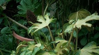 Fatsia japonica annelise timelapse world first [upl. by Leigh]