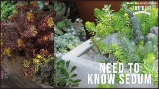 All About Sedum  The Dirt  Better Homes amp Gardens [upl. by Ludlew341]