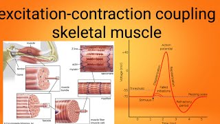 mucle excitation contraction couplingphysiology lecture 7 [upl. by Leesa]