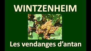 ALSACE  Vendanges dautrefois et celles daujourdhui [upl. by Eseerehc]