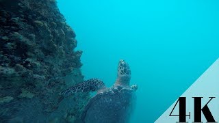 Snorkeling in Vieques  Puerto Rico  Shot In 4K [upl. by Atinehc]