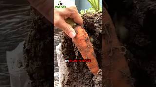 How to Grow Carrots in Plastic Bags  Its Very Easy [upl. by Riancho56]