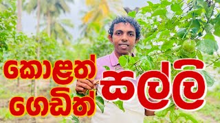 පැෂන් වගාව 🫒 💰 Passion Fruit cultivation passionfruit homegardening [upl. by Isiah]