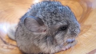 The Cutest Baby Chinchilla Noises [upl. by Jerusalem]