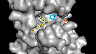 Competitive inhibition of Dihydrofolate reductase by Methotrexate [upl. by Trever]