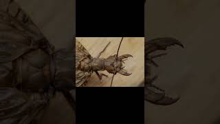 El insecto de las PESADILLAS dobsonfly shortviral youtubeshorts insectos curiosidadessabiasque [upl. by Rahsab509]