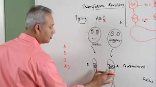 Blood Transfusion Reaction Part 13 Hematology [upl. by Yraillih883]