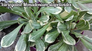 Variegated Monadenium Stapelioides Update [upl. by Rodmann]