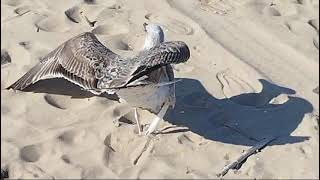 Il gabbiano sulla spiaggia Nord di Termoli [upl. by Analat]