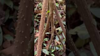 A árvore que anda na floresta Amazônica raizes amazonas florestaamazonica [upl. by Ahterod]