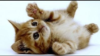 Le Chaton  choix du chaton éducation soins Tout savoir [upl. by Bronder]