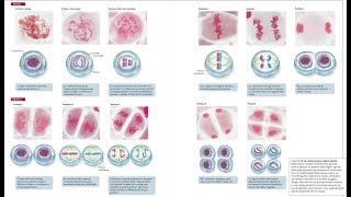 3Il ciclo cellulare Mitosi Meiosi Gametogenesi per il test di Medicina [upl. by Aiset]