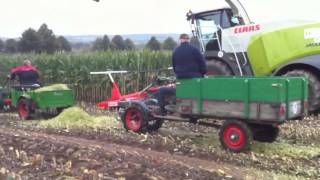 Schlepper gegen Einachser Agria 1700 Triebachser  Maisernte bei Heiko in Vogelbeck [upl. by Aronaele610]