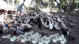 Feeding and collecting thousands of eggs │Modern duck farming method [upl. by Sutsuj]