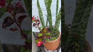 Lengua de suegra combinada para decorar tu hogar lenguadesuegra sansevieria [upl. by Amena]