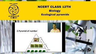 NCERT  CBSE Class 12 Biology  Ecological pyramids [upl. by Mandie642]