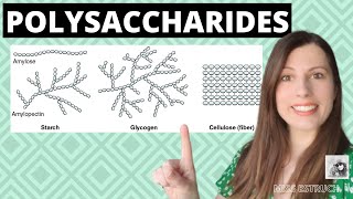 Alevel Biology POLYSACCHARIDES Biological MoleculesLearn these carbohydrates structure  function [upl. by Ahsir]