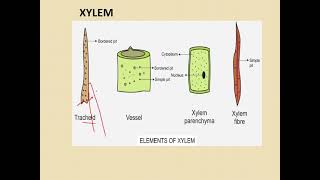 class 9 complex permanent tissues [upl. by Delfeena257]