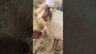 blue tongue vaccination youtubeshorts viralvideo bluetongue vaccination [upl. by Yenal]