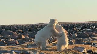 Two Polar Bears Playing  filmed by Susan Soderstrom [upl. by Jenks]