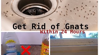 How To Get Rid of Gnats Inside The House [upl. by Skiest]