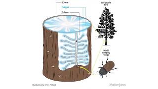 Bark Beetles Part 1 Intro [upl. by Hafeetal]