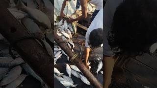 Hilsa fish unloading from fishing boat fishing foryou [upl. by Stutsman]