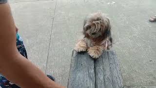 puppy dog dadasvlog cutepuppydog short [upl. by Barbara-Anne]