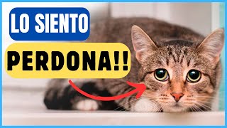 ¿Cómo los GATOS PIDEN DISCULPAS a los HUMANOS ¡Te sorprenderá 🔥😺 [upl. by Zacharie]