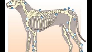 Anatomía Animal  Osteologia Introduccion 01 [upl. by Eesdnil]