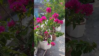 Bougainvillea allamanda bougainvillea gardening flowers [upl. by Aiket]