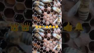 KANAT ÇIRPAN ARI NE YAPIYOR 👑🐝👑👍🔔👍🔔 arılar bee bees arıbakımı honey aricilik honeybee [upl. by Enirak]