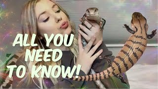 EVERTHING YOU NEED TO KNOW ABOUT BLUE TONGUE SKINKS  complete care guide [upl. by Boggers]