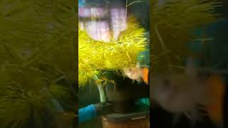 Aquarium setup with beautiful fish 🐟fish foryou like subscribe fishlover [upl. by Victorine]