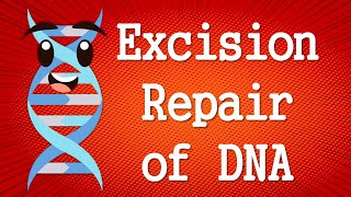 Excision Repair of DNA Nucleotide Excision Repair and Base Excision repair [upl. by Otit]