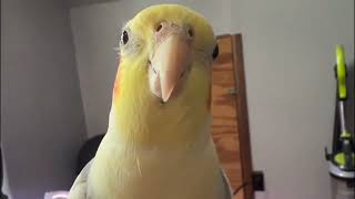 Cockatiel Bird 🐦 Singing [upl. by Enelad593]