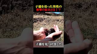 ㊗️70万回再生！子猫を拾った男性の衝撃の結末とは！？ 動物 感動 aminals [upl. by Oakie]