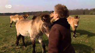 Caballos de Przewalski salvados de la extinción [upl. by Cott]