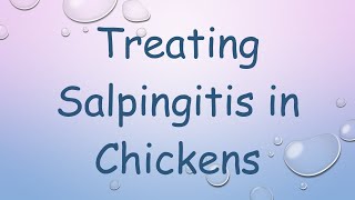 Treating Salpingitis in Chickens [upl. by Nath830]