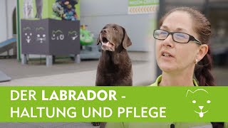 Labrador Herkunft Haltung Pflege und Ernährung [upl. by Eimac586]