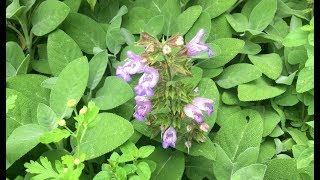 Benefits of Sage Salvia Officinalis [upl. by Trebled]