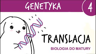 Genetyka 4  Translacja  drugi etap ekspresji genu  matura z biologii rozszerzona liceum [upl. by Queridas924]