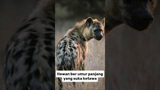 5 Fakta tentang hewan hyena shorts hewanunikdanmenarik faktaunik beritaterbaru ceritapendek [upl. by Doig]