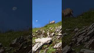 Steinbock mit traumhafter kulisse❤️‍🔥dankbar🙏mein Kanal🫶Bergwelt Schweiz🇨🇭🍀🇨🇭 [upl. by Menell]