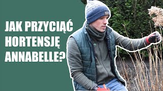 Jak przyciąć hortensję annabelle Jak przyciąć hortensję drzewiastą Przycinanie hortensji [upl. by Homovec]