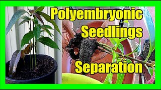 How To Separate Polyembryonic Mango Seedlings [upl. by Elisa]