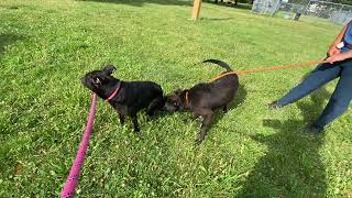 Jessamine amp Calloway leash test [upl. by Menendez]