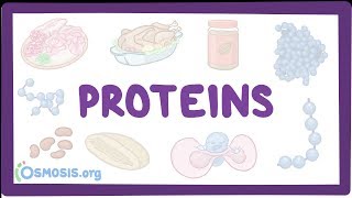 Proteins [upl. by Eilahs]